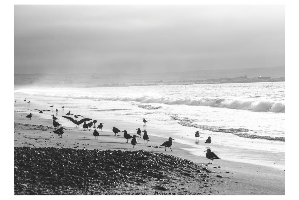 Playa Las Machas, Caldera, Chile