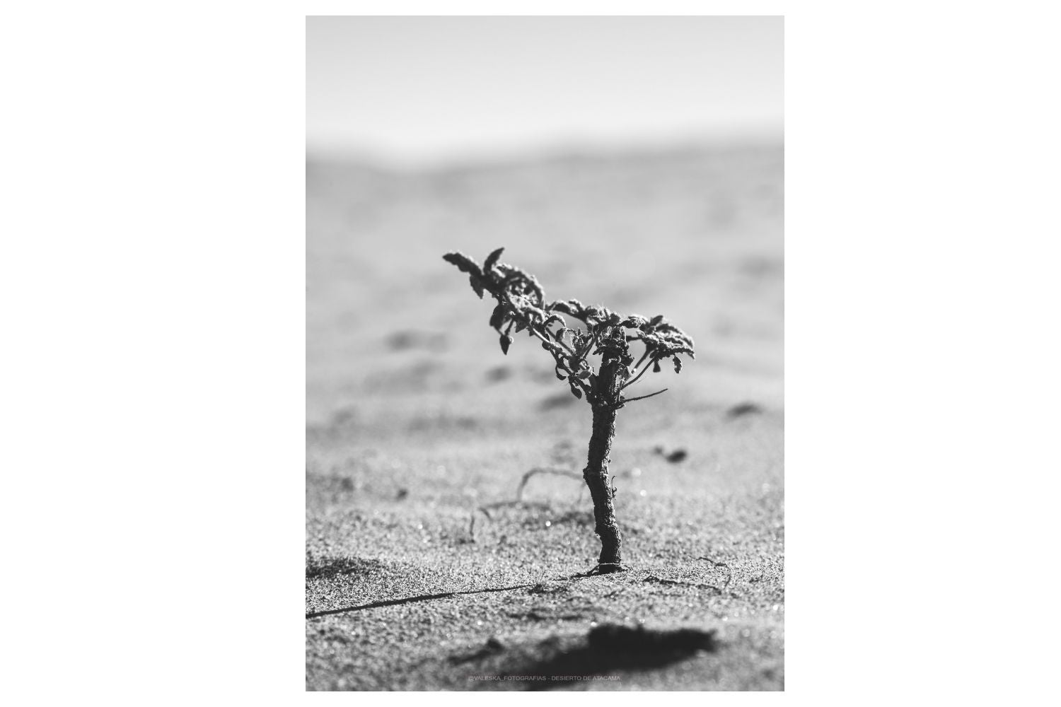 Desierto Florido, Atacama, Chile