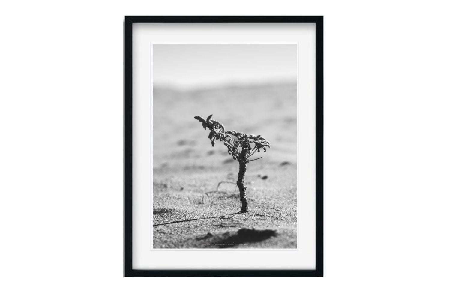 Desierto Florido, Atacama, Chile