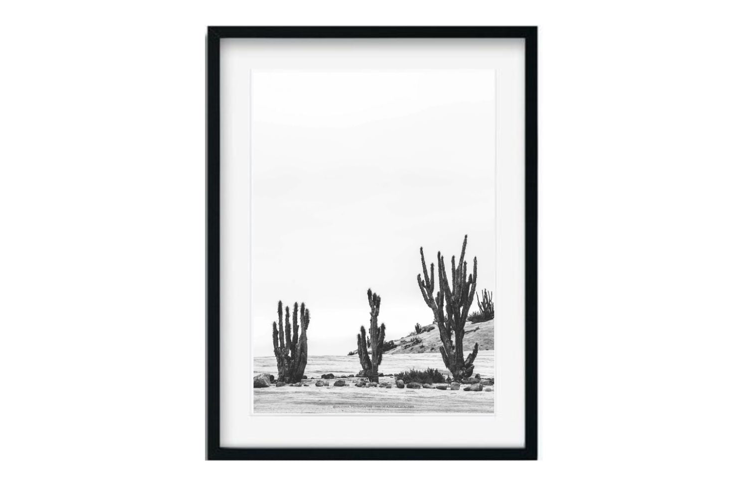 La danza de los cactus, Atacama, Chile