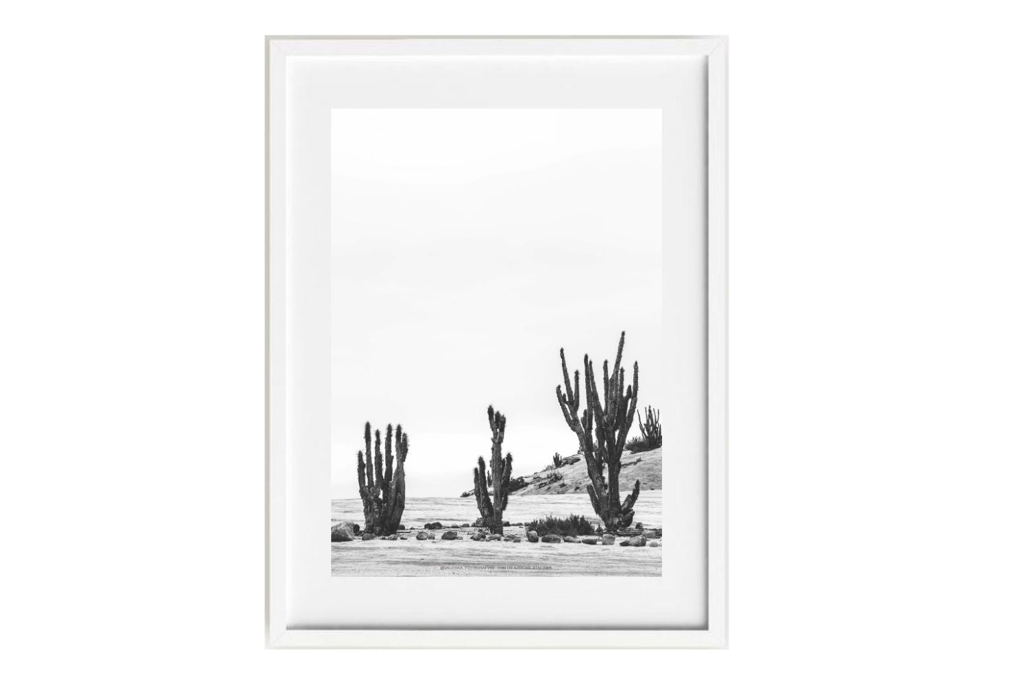 La danza de los cactus, Atacama, Chile