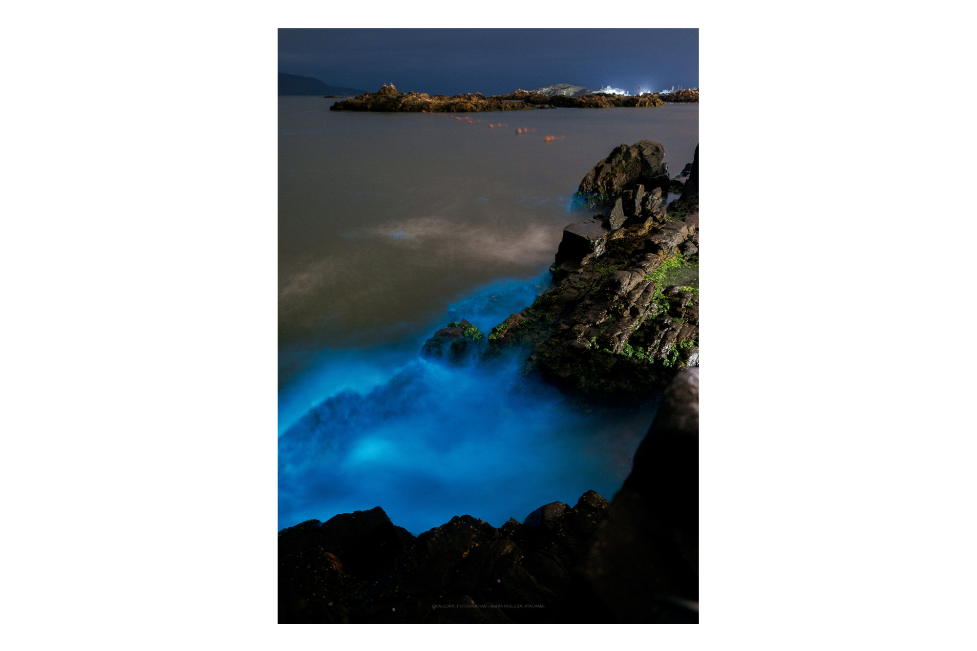 Bioluminiscencia