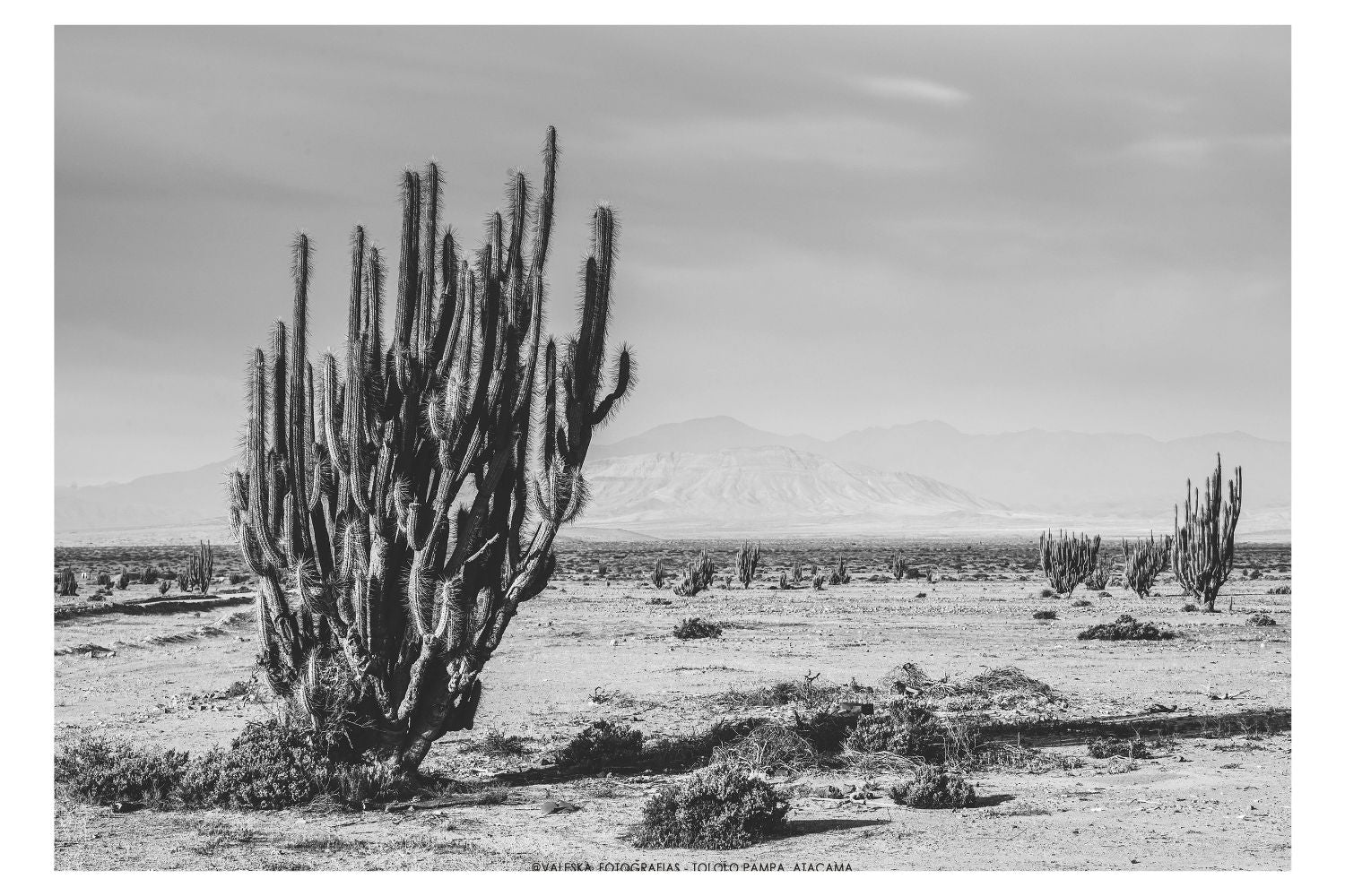 Tololo Pampa, Atacama, Chile