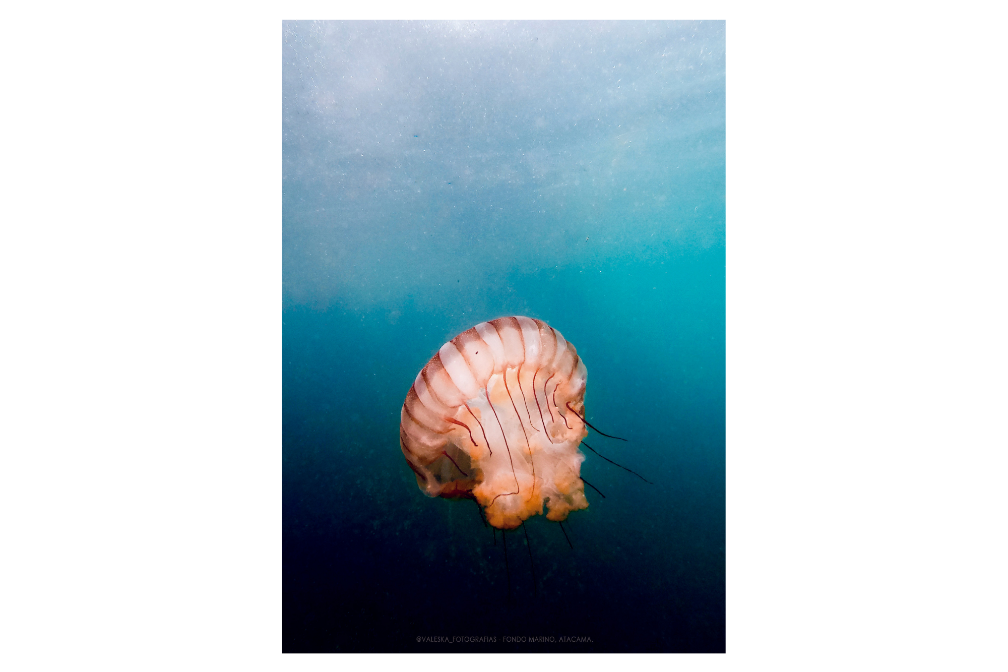Fondo marino