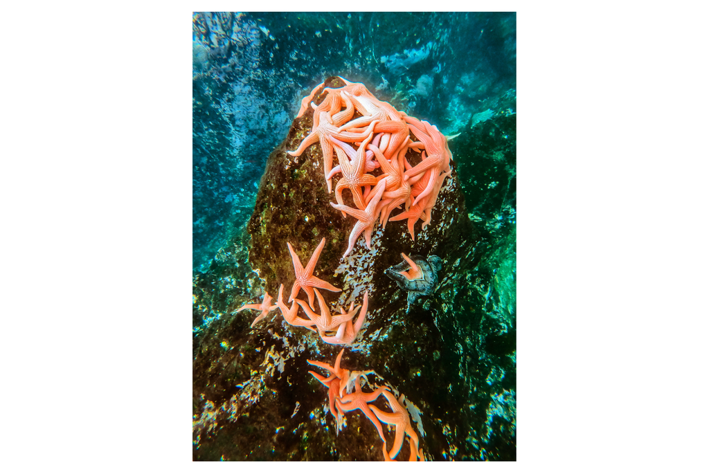 Fondo marino II