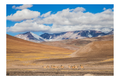 Guanacos cordilleranos
