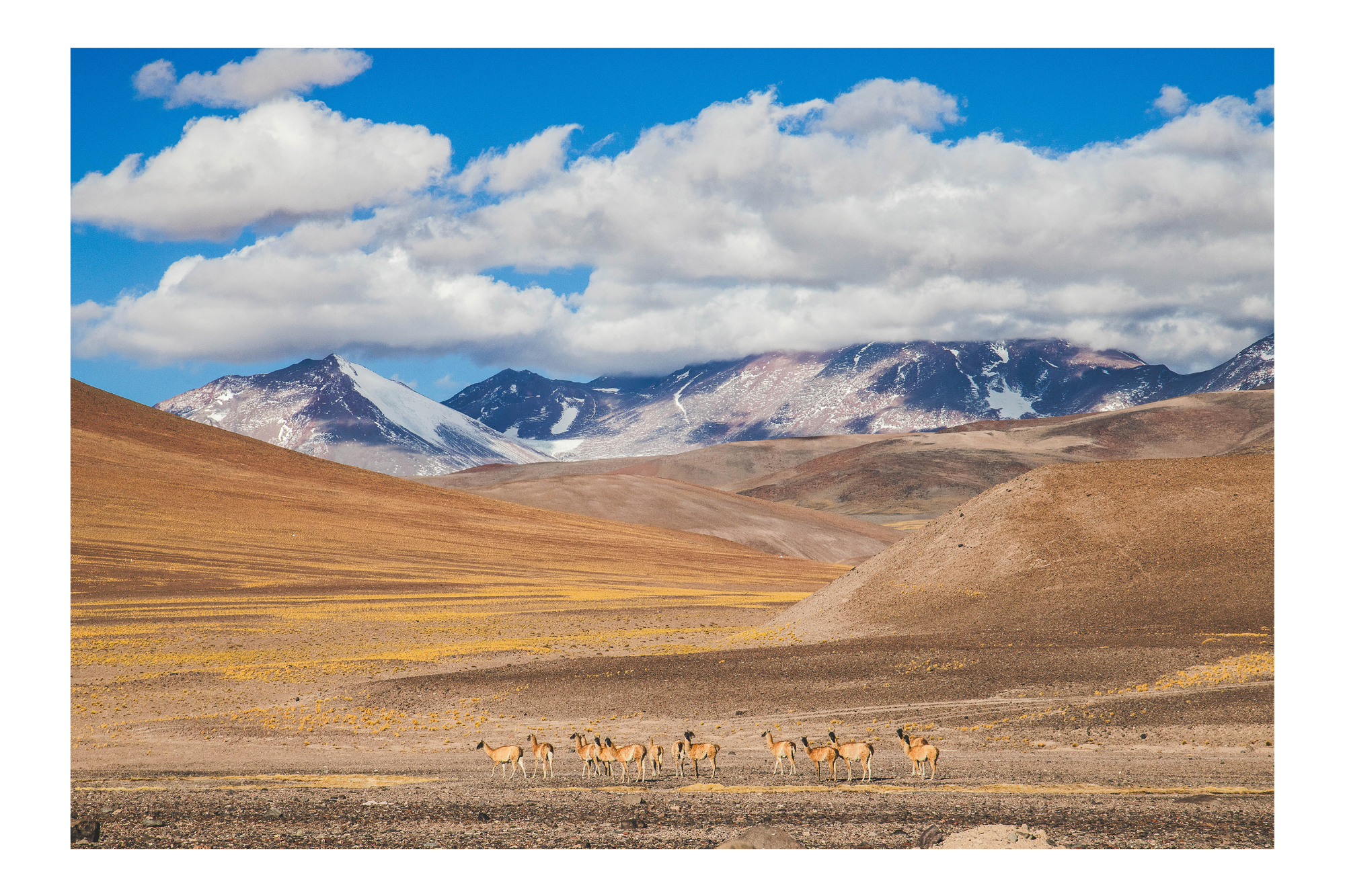 Guanacos cordilleranos