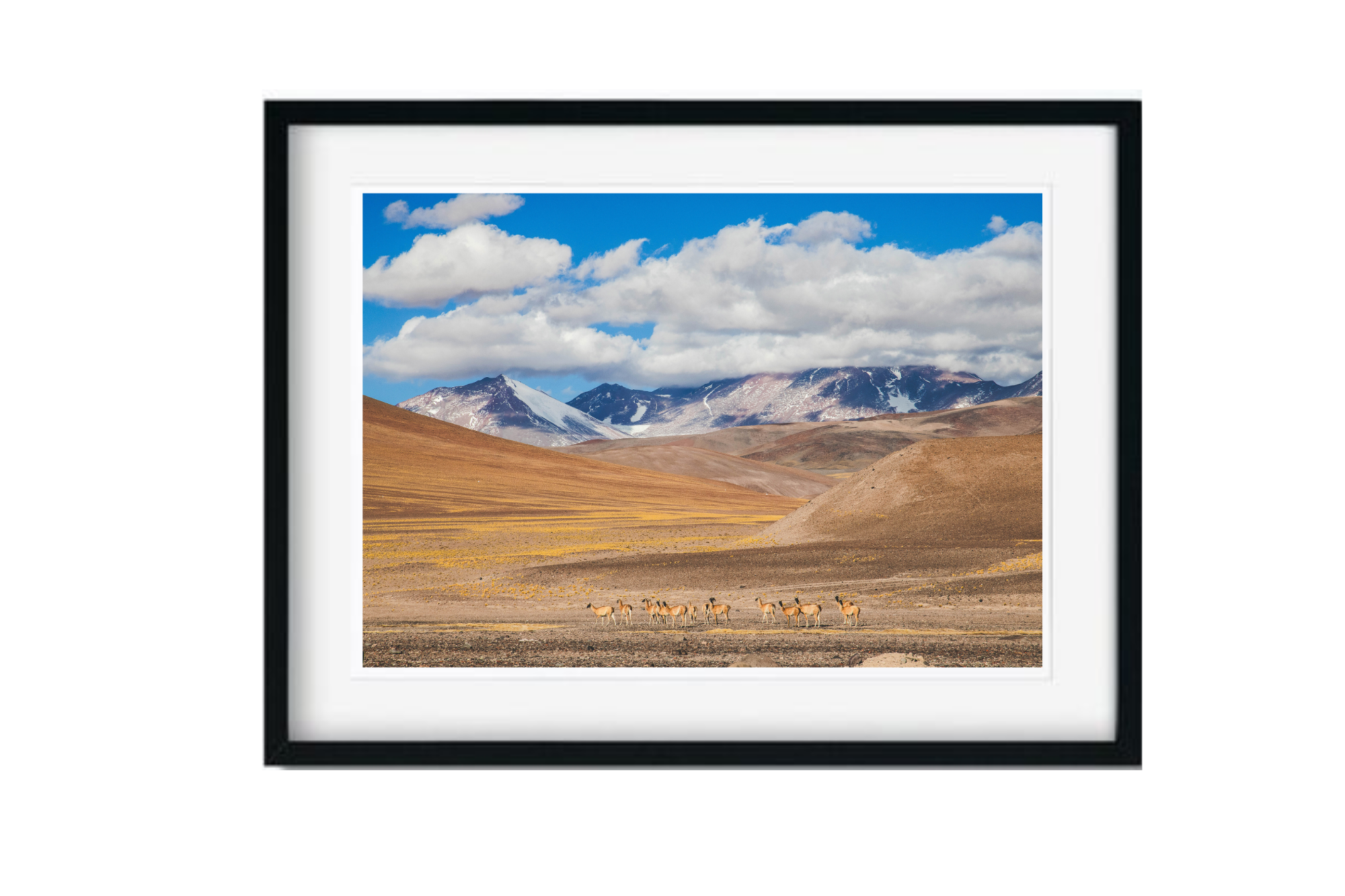 Guanacos cordilleranos