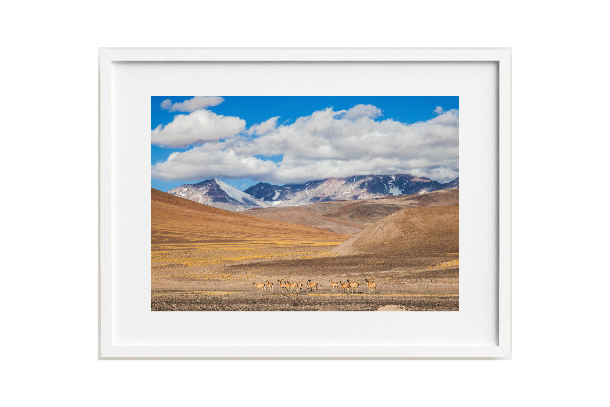 Guanacos cordilleranos