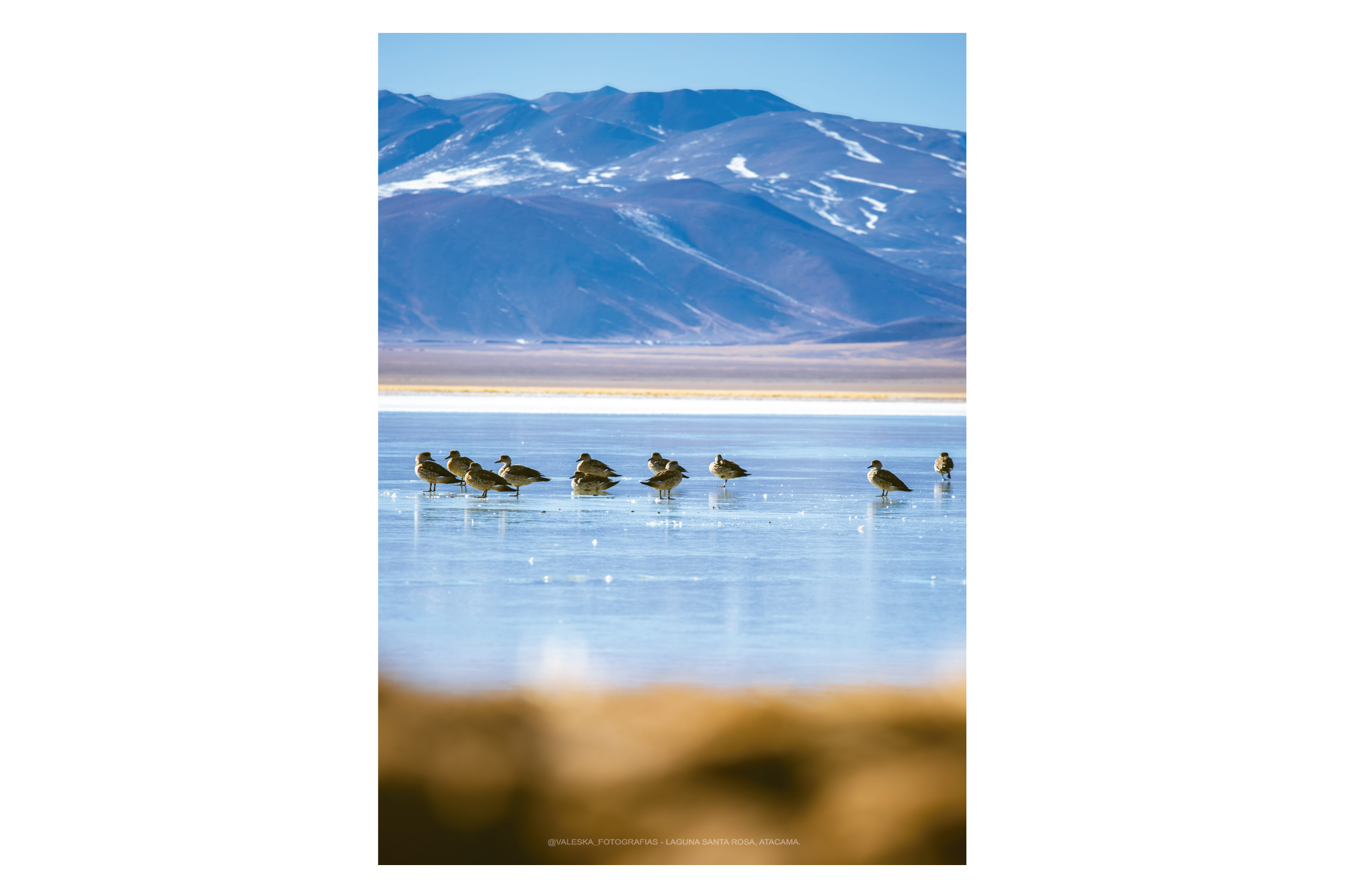 Aves cordilleranas