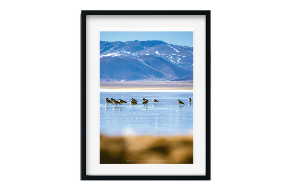 Aves cordilleranas