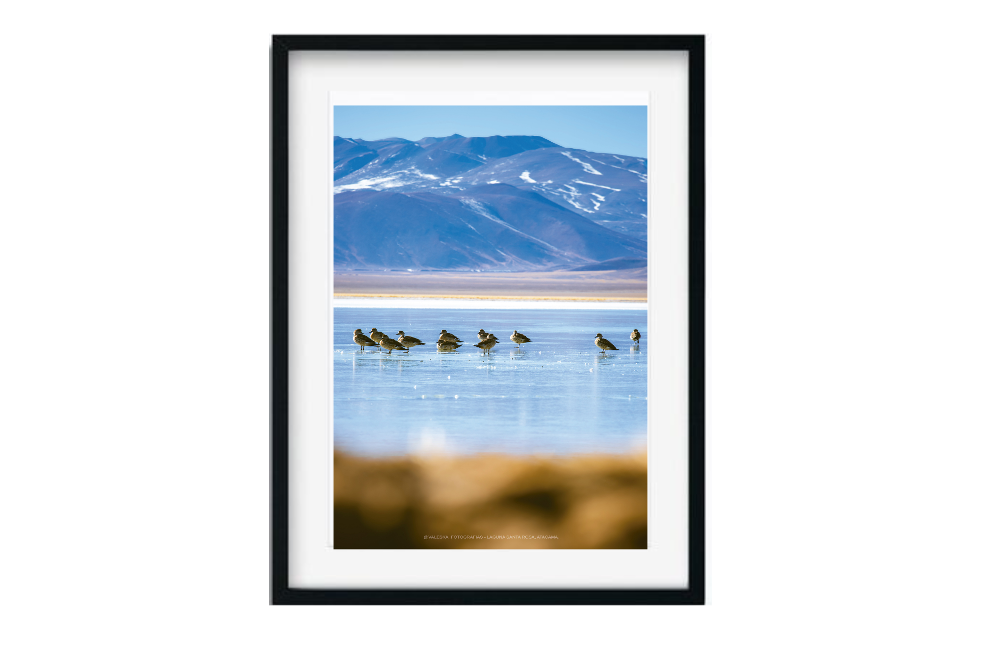 Aves cordilleranas