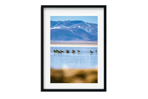 Aves cordilleranas