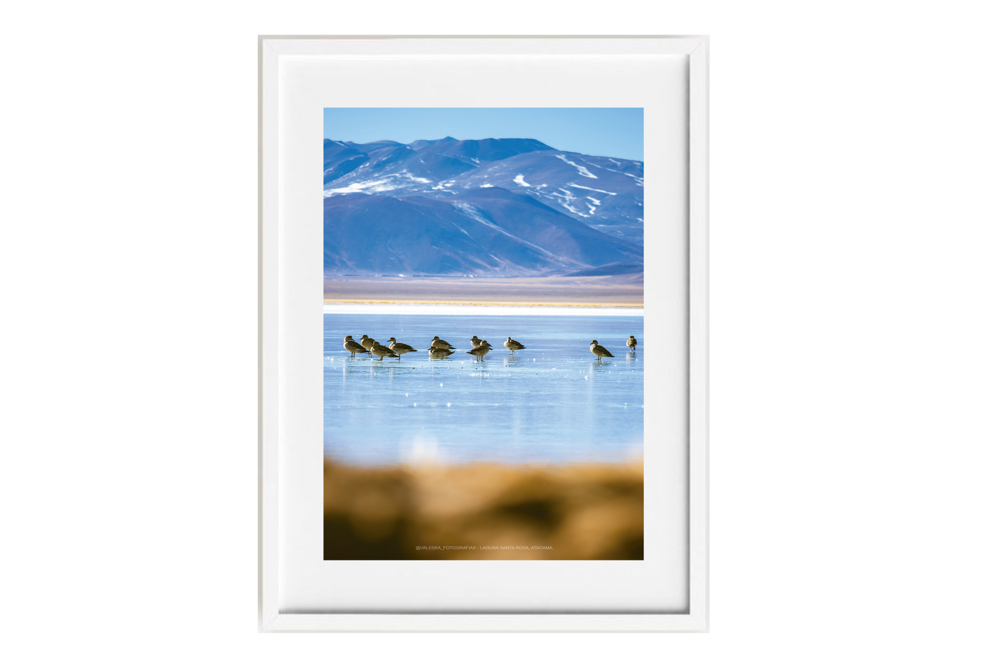 Aves cordilleranas