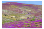Manto del desierto