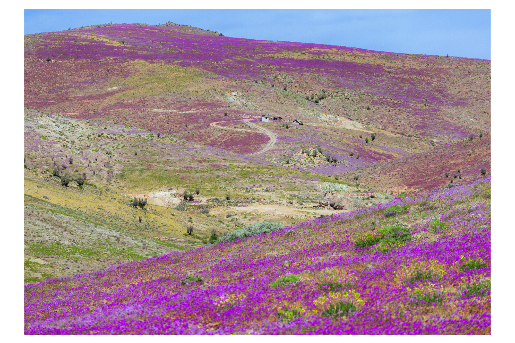 Manto del desierto