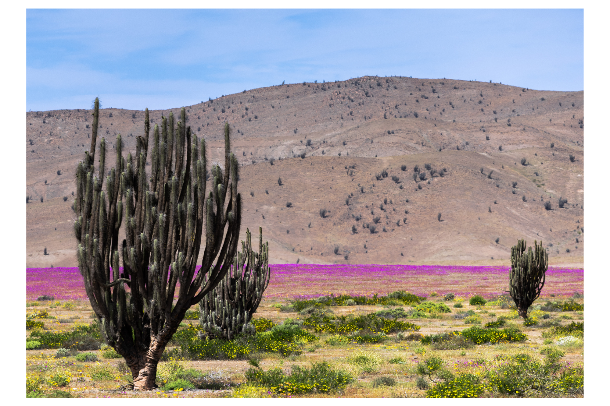 Desierto vivo