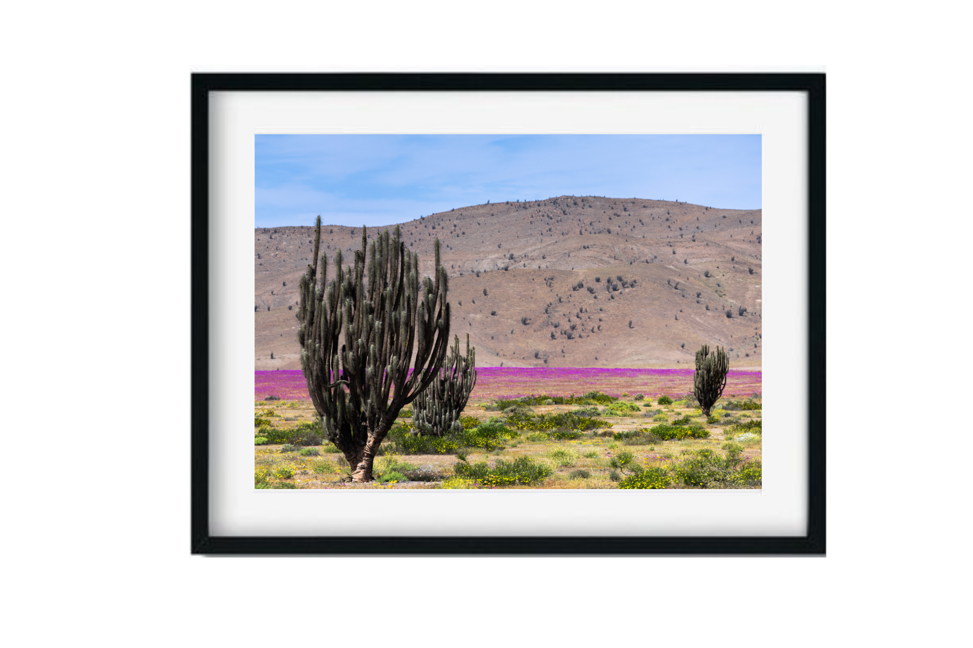 Desierto vivo