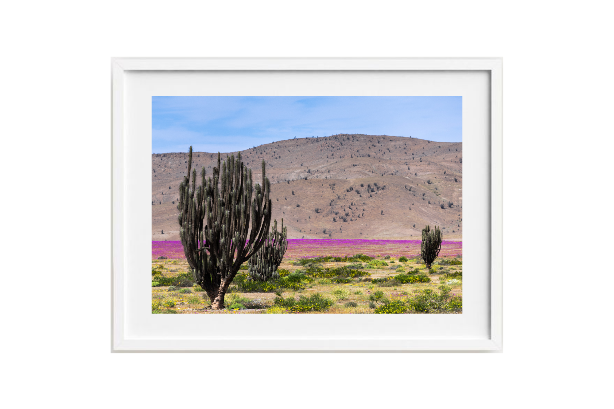 Desierto vivo