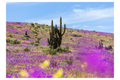 Atacama en flor
