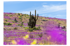 Atacama en flor