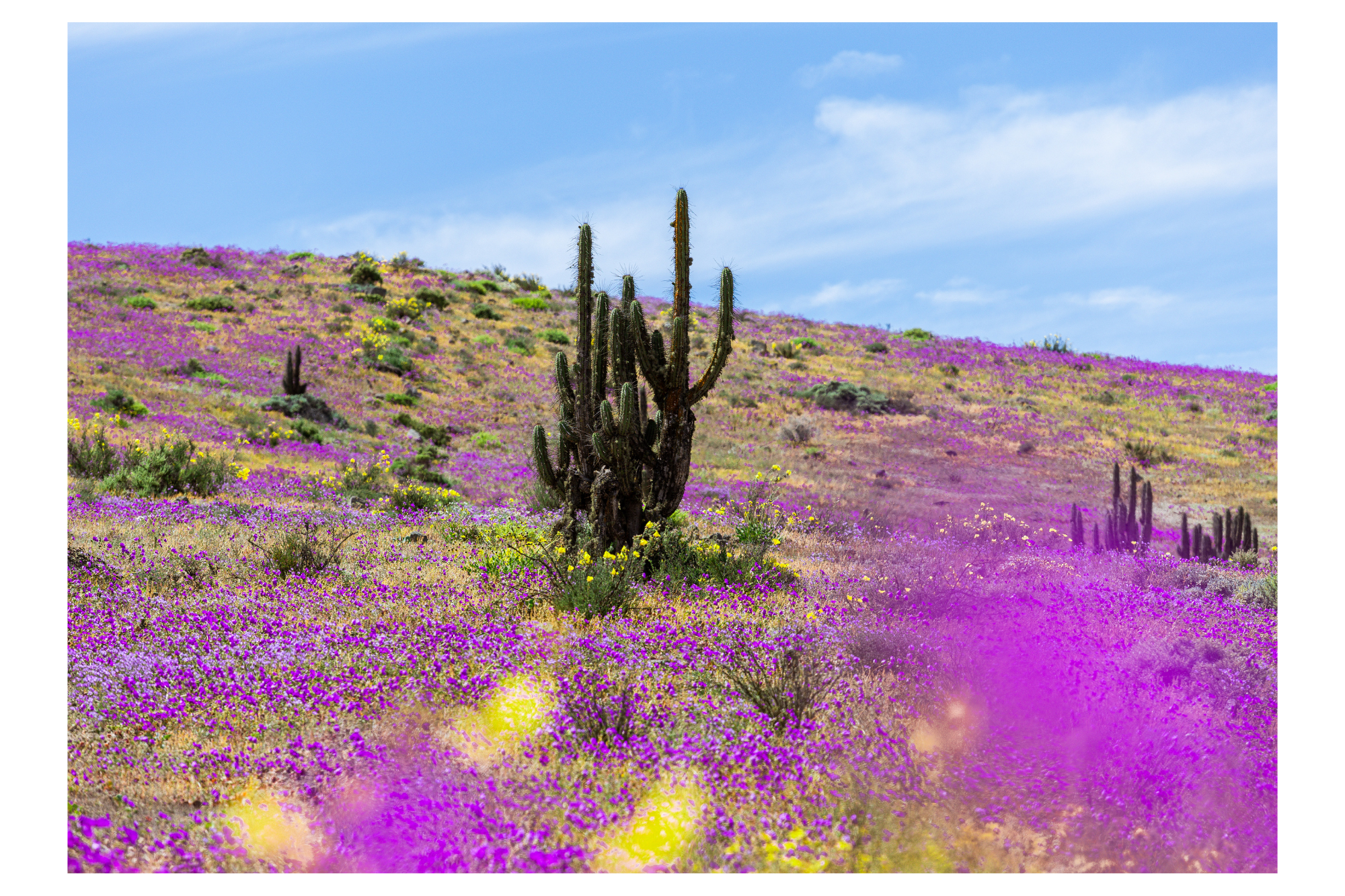 Atacama en flor