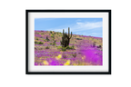 Atacama en flor