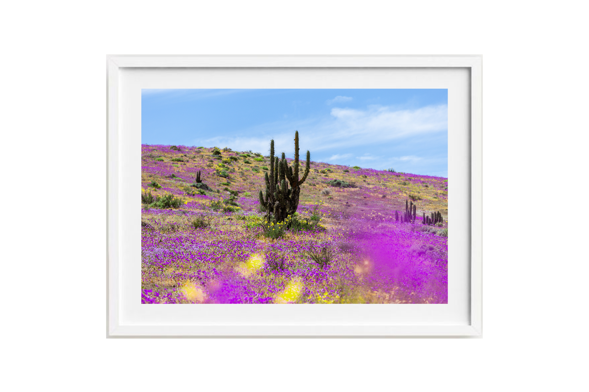 Atacama en flor